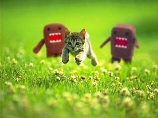 cat chase domo?